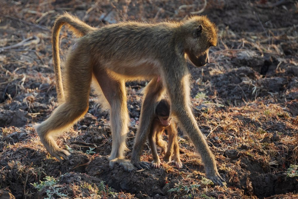 Adult Baboon foraging on the ground with its young in the savanna of, Wildlife, Mfuwe, South Luangwa National Park, Zambia.