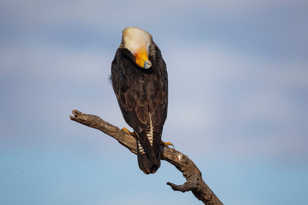 Crested caracara with white crest perched on a dry branch performing a head throwback at Santa Clara Ranch, under a clear sky, Wildlife, Rio Grande Valley, Texas, USA.