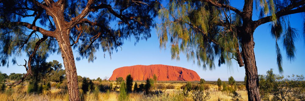 Ayers Rock (Uluru), a large red rock formation, framed by native trees with hanging foliage in the Australian desert landscape under a clear blue sky, Ayers Rock Northern Territory, Australia.