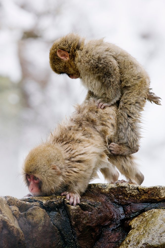 Two Japanese macaques grooming and interacting on a rough wet rock in a natural outdoor habitat, Nagano, Japan.