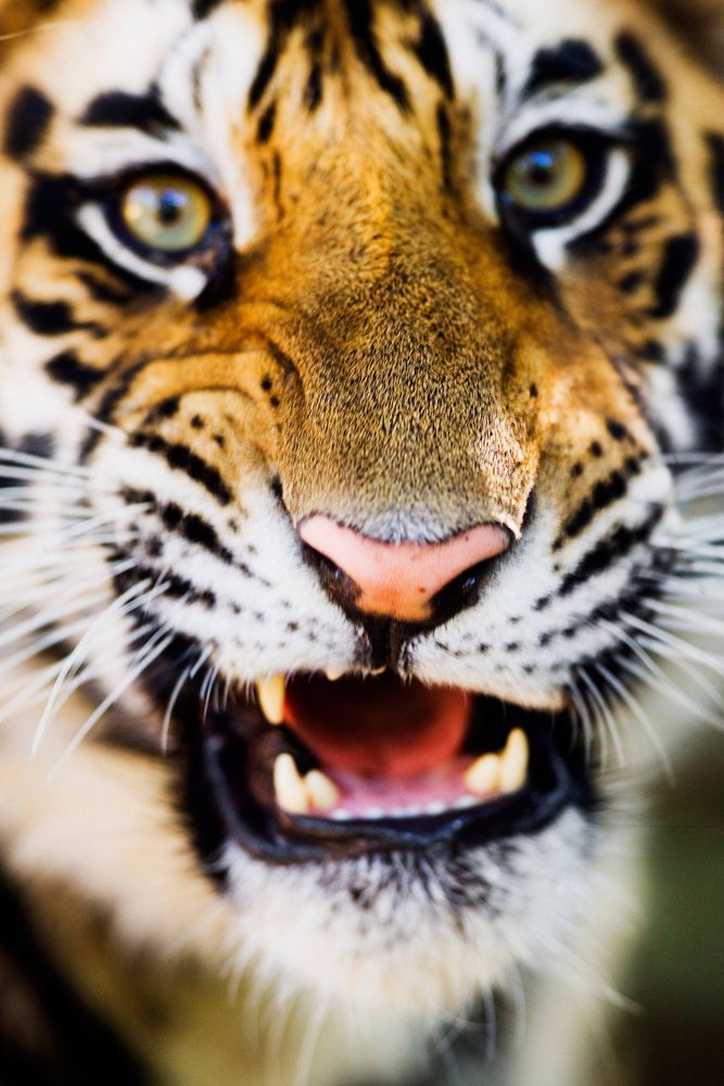 Close-up of a tiger growling outdoors with visible sharp teeth, striped fur, and intense eyes.