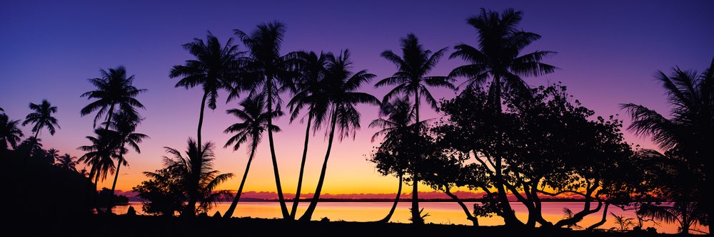 Sunset with silhouetted palm trees over calm water in a tropical setting, Sunset Bora, Polynesia.