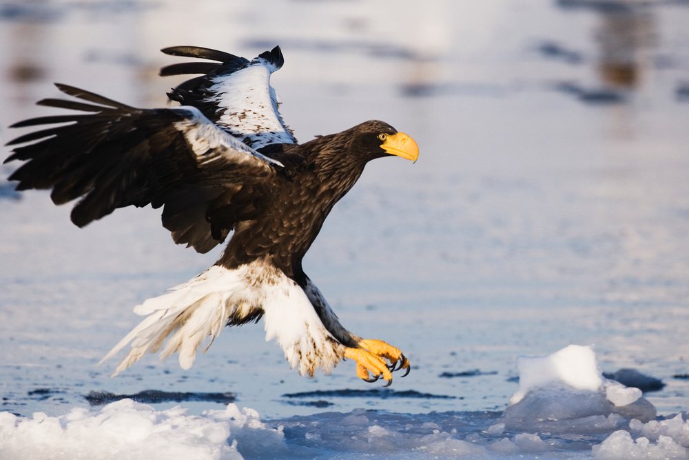 Steller's sea eagle flying over partly frozen water with ice chunks, Hokkaido, during winter, Japan, Asia.