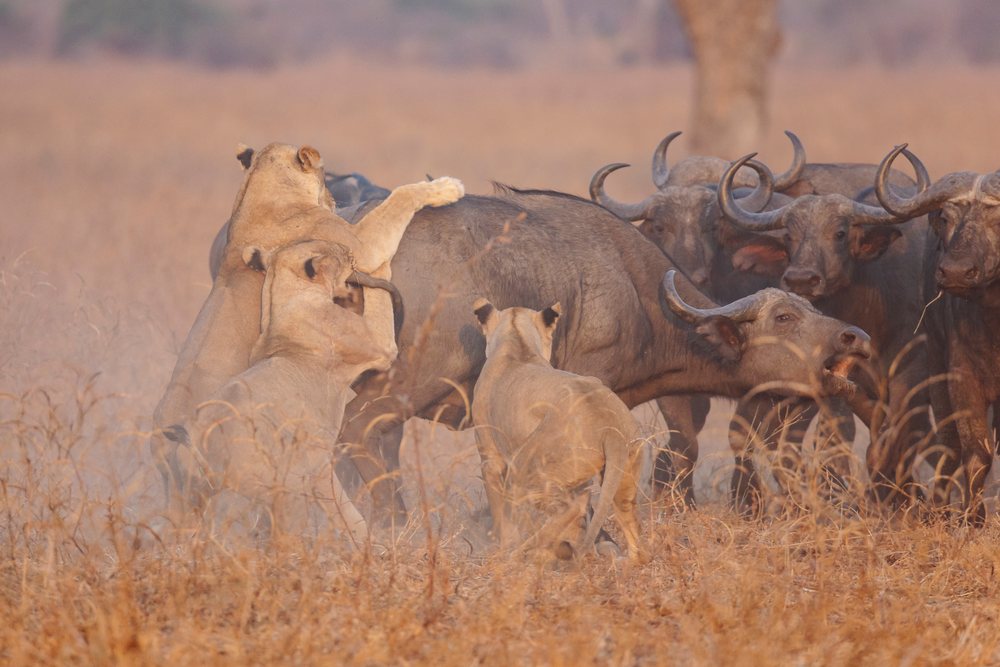 Lions from the Nsefu Pride hunt a Cape Buffalo group in dry savanna grass, Wildlife, Mfuwe, South Luangwa National Park, Zambia.