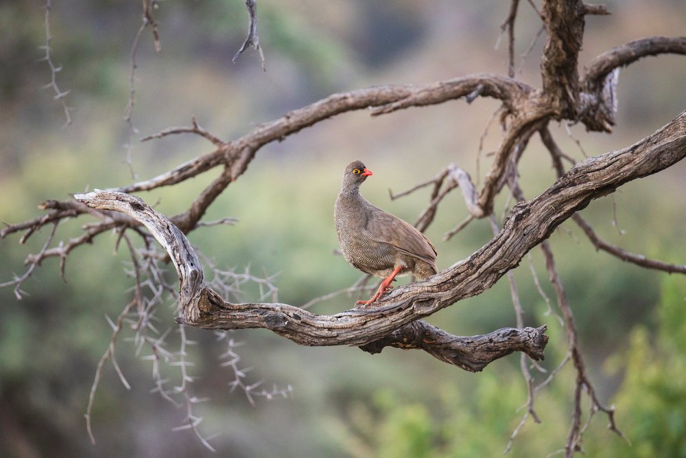Red-Billed Spurfowl with orange-red beak and legs perched on a twisted dry branch amid natural wilderness, landscape, wildlife, Windhoek, Khomib Region, Namibia.
