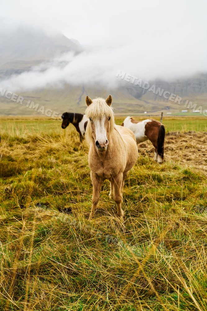 Horses grazing in a foggy grassy pasture
