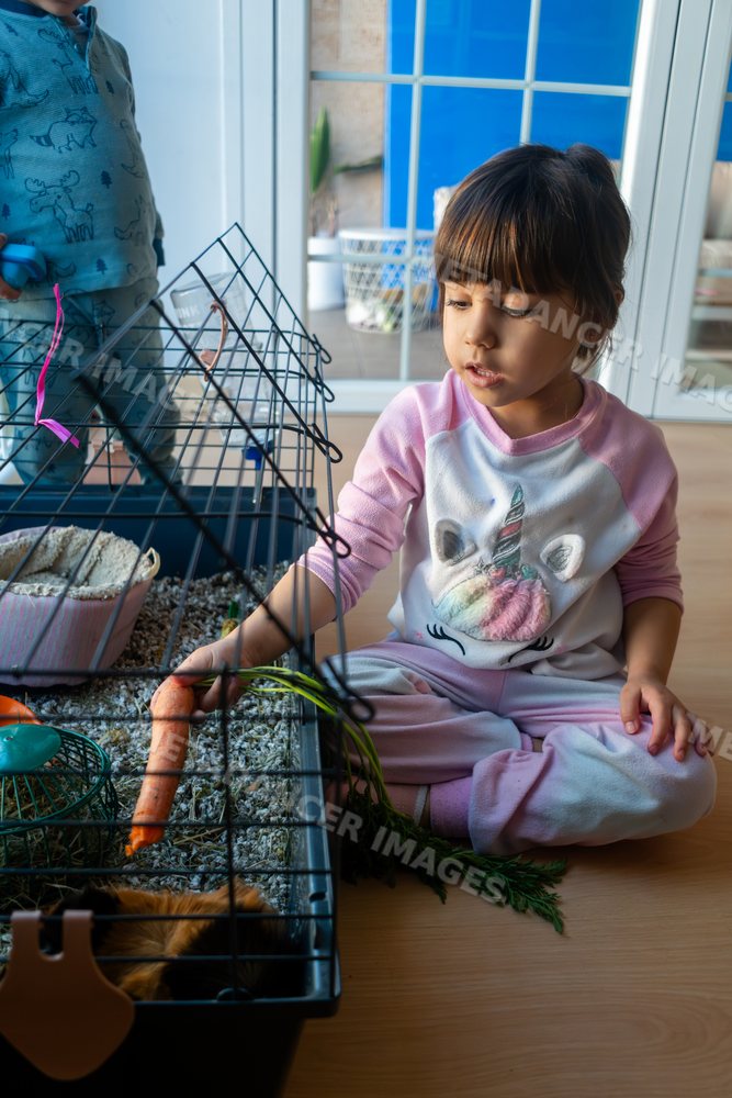 A young white girl feeding a carrot to a guinea pig