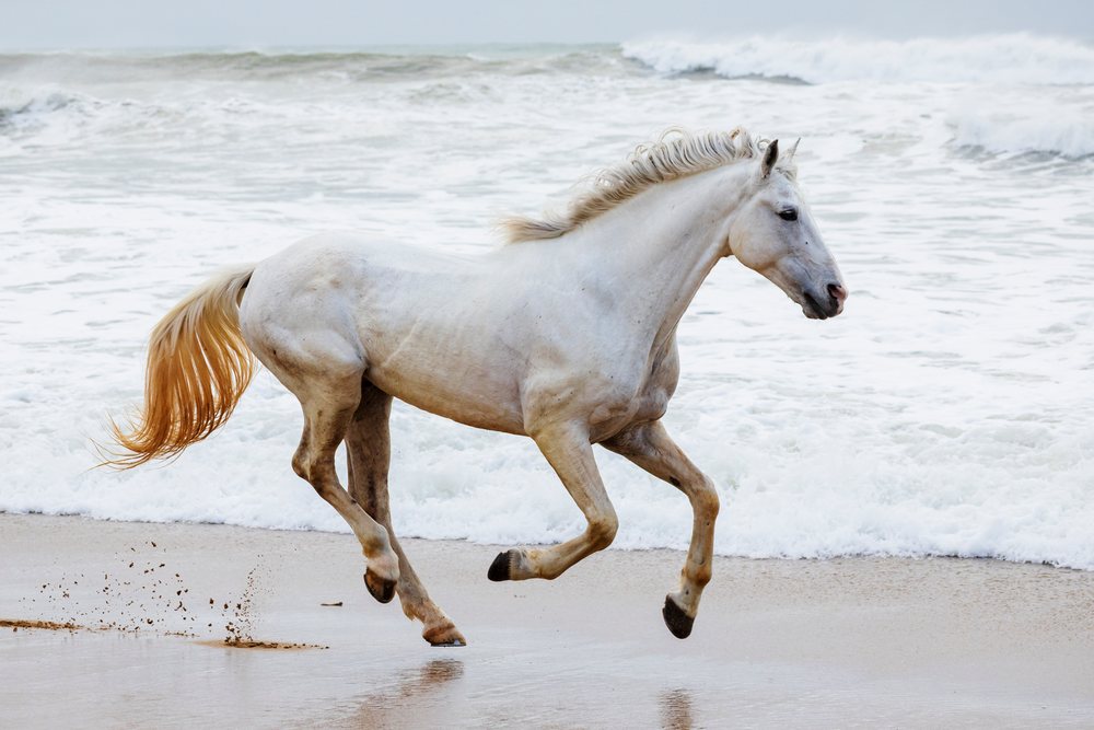 White Horse with a brown tail runs along the wet sand Beach near ocean waves, Landscape, Lifestyle, Essaouira, Province, Morocco.