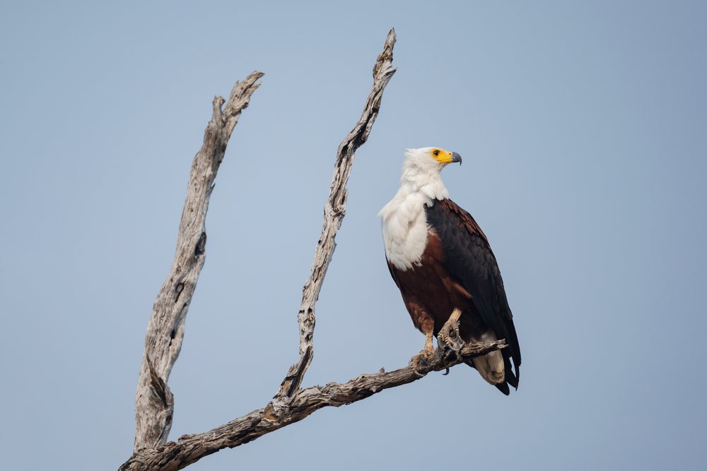 African Fish Eagle perched on a bare tree branch under a clear blue sky, Wildlife, Mfuwe, South Luangwa National Park, Zambia.