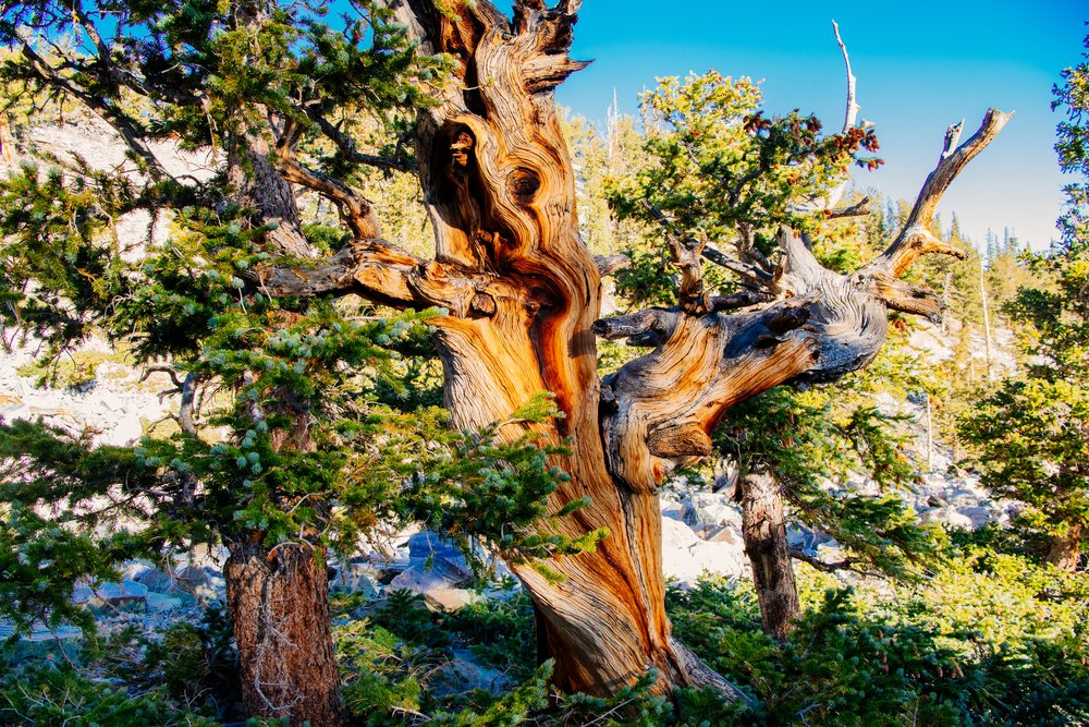 Ancient gnarled tree with exposed weathered wood stands among pine trees in a rocky forest under clear blue sky, Great Basin, endorheic watersheds, North America, USA.