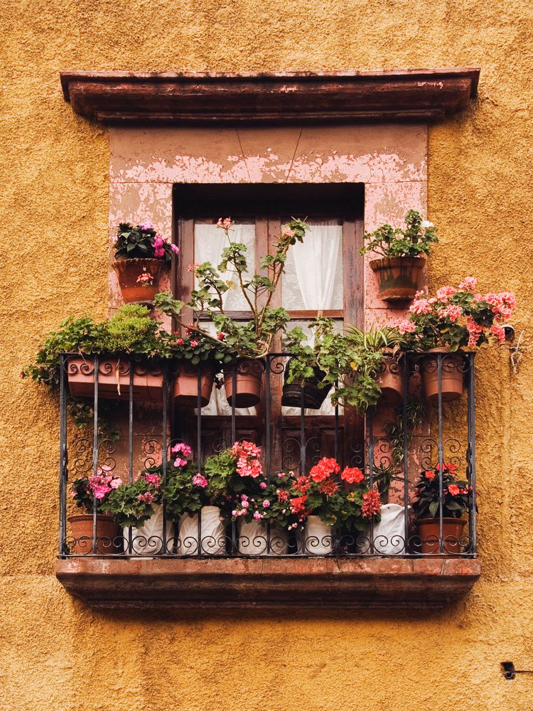 Window with closed wooden shutters is decorated by terracotta and black flower pots of pink and red geraniums on a metal balcony railing against a textured yellow wall, Guanajuato, Mexico.