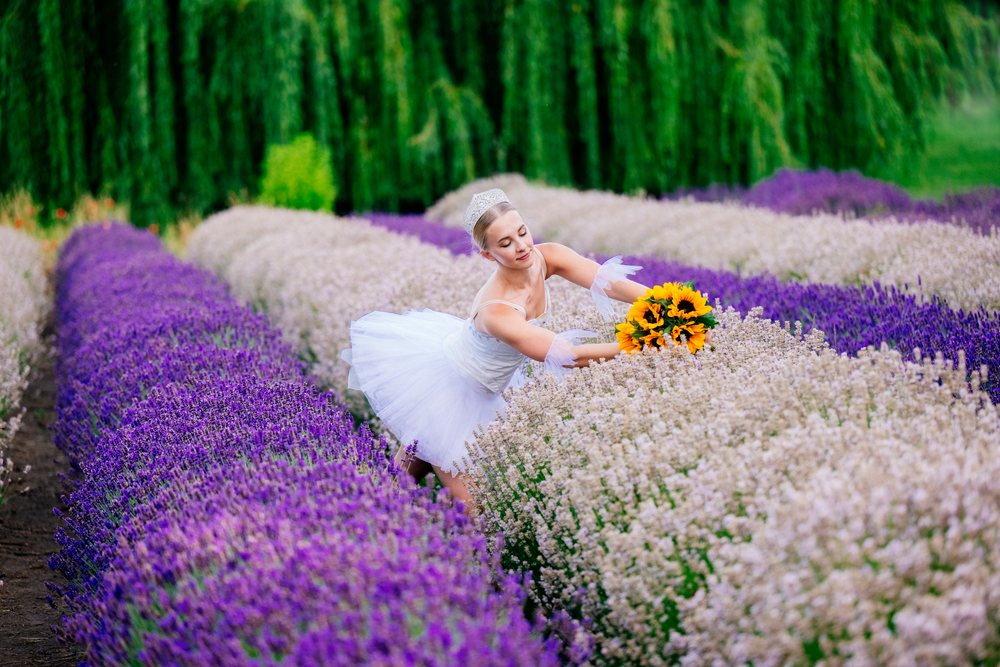 A female ballet dancer in a white tutu picks a bouquet of sunflowers among rows of purple and white flowers outdoors, WA, USA.