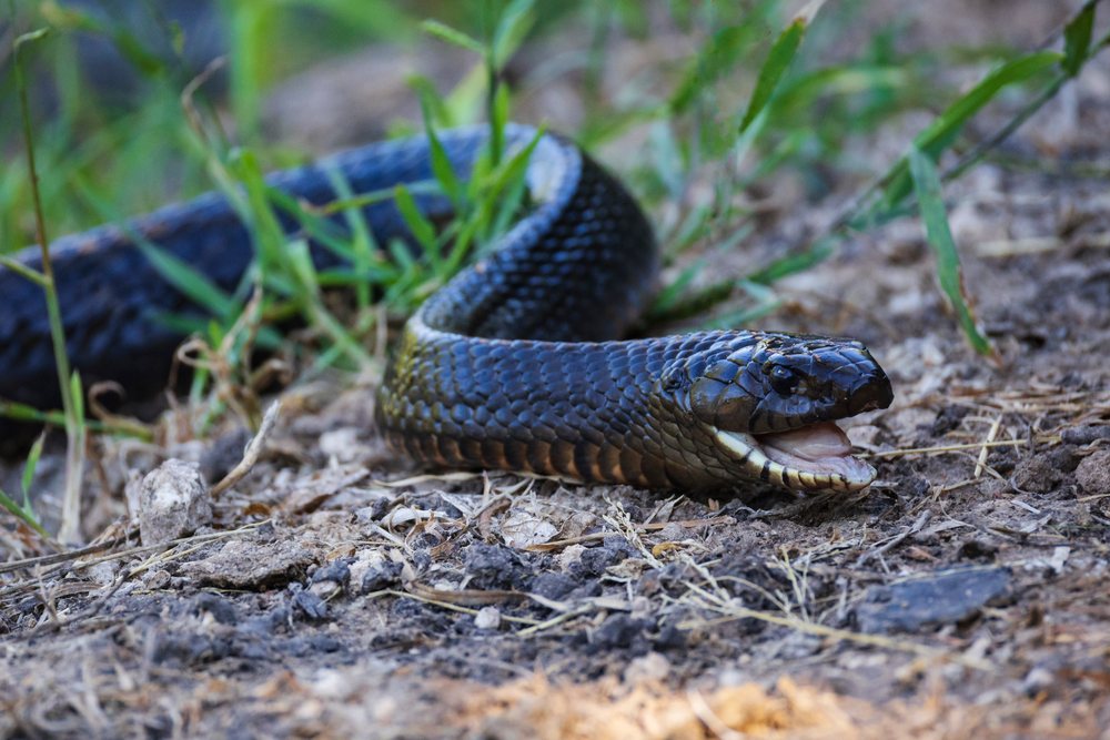 Indigo Snake with black and brown scales lays on natural dirt and grass at Santa Clara Ranch, Wildlife, Rio Grande City, Texas, USA.