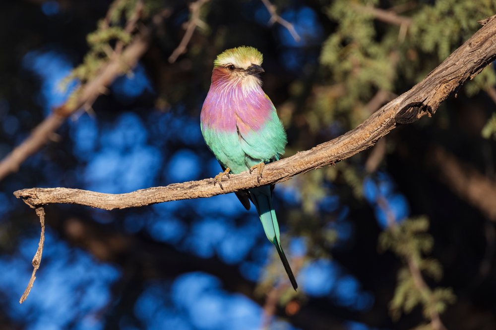 Lilac-breasted roller bird perched on a tree branch at Sunset at Okapuka Lodge, landscape, wildlife, Windhoek, Khomas Region, Namibia.