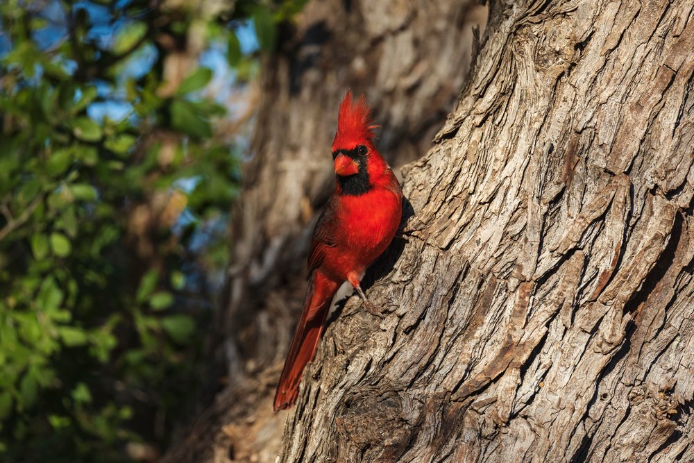 Male Cardinal with red plumage perched on tree bark at Santa Clara Ranch, Wildlife, Rio Grande City, Texas, USA.