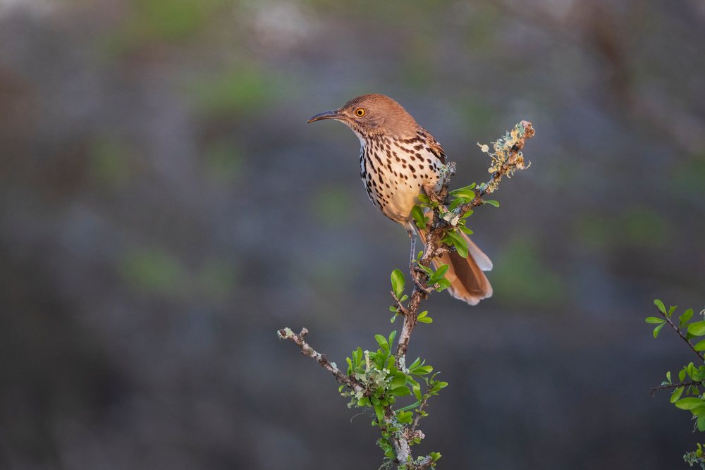 Long billed thrasher perches on a lichen-covered branch at Sunrise at Santa Clara Ranch, Wildlife, McCook, Texas, USA.