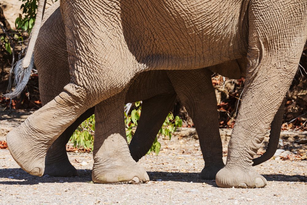 Elephant herd walking across the dry landscape of Hoanib River Valley, Sesfontein, Kunene Region, Namibia.
