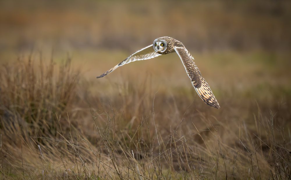 Short-eared owl flying low over brown grassland in the USA during daylight.