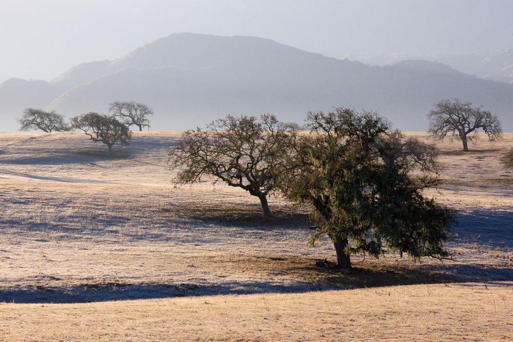 Oak trees scattered in a dry grassy field with rolling hills under morning sunlight Valley, Southern California, Santa Ynez.
