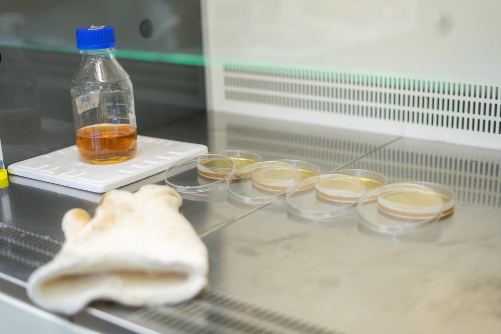 Five plastic petri dishes with orange liquid medium and transparent lids on a sterile stainless steel workbench a white laboratory glove and glass bottle inside a research laboratory, Seville, Andalucía.