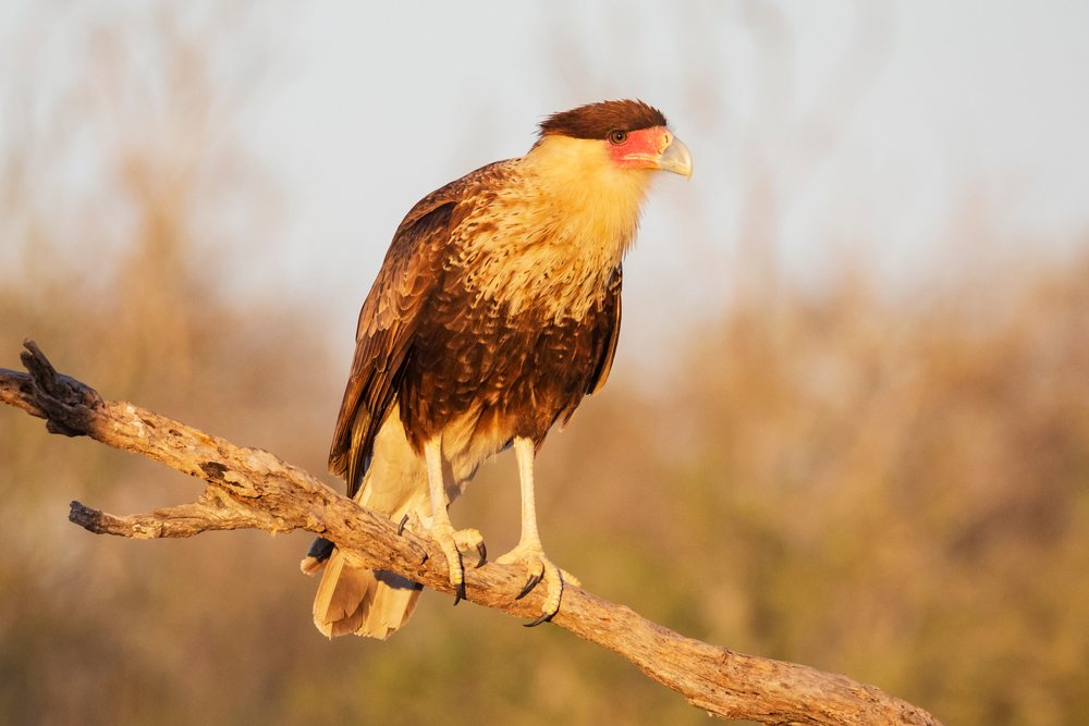 Juvenile Crested Caracara perched on a dry branch at Sunrise at Santa Clara Ranch in South, Wildlife, McCook, Texas, USA.