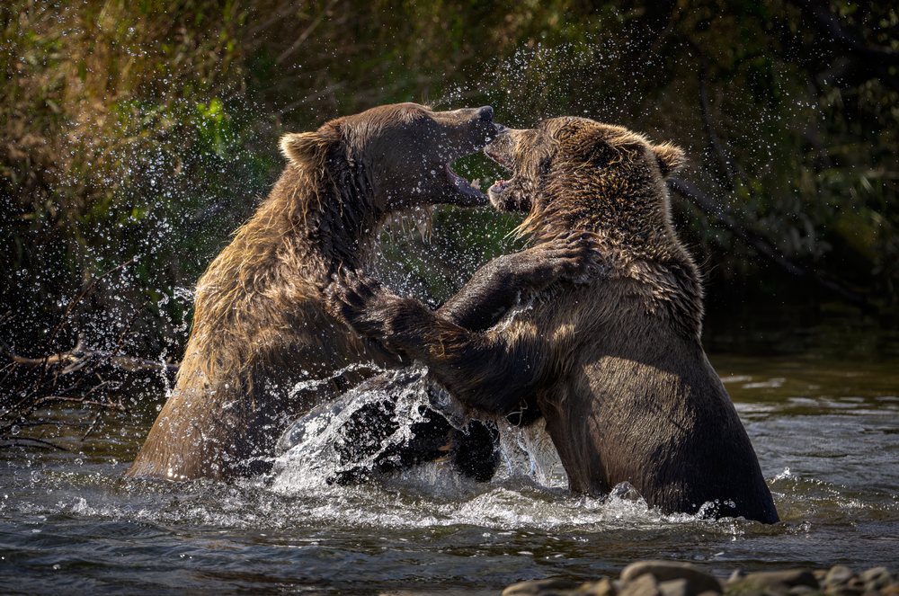Two Alaskan brown bears fighting and splashing water in a river within a national park, Katmai National Park, Alaska, USA.