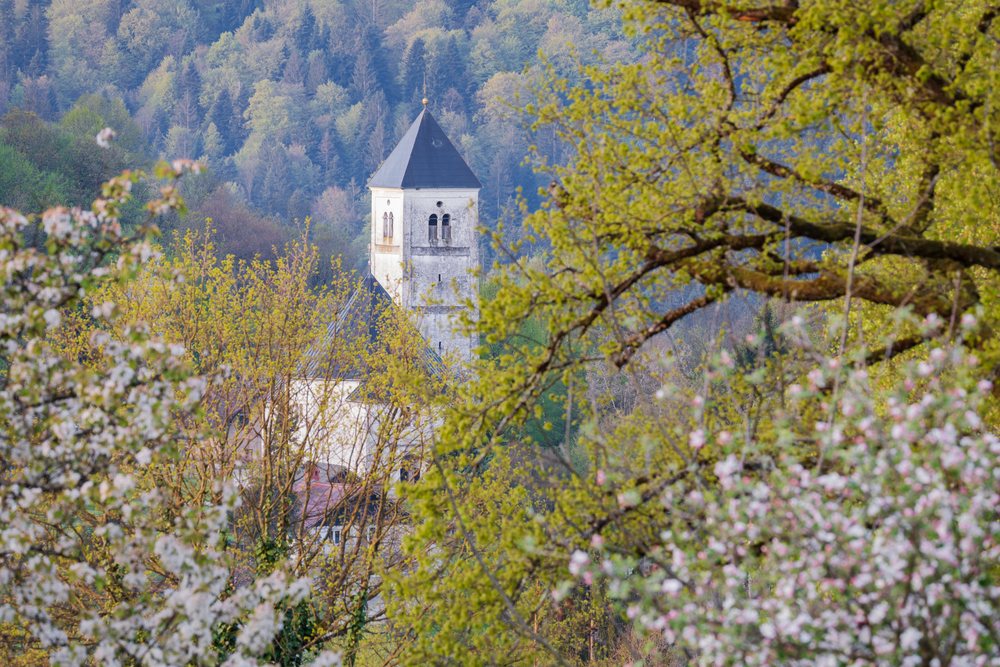 Church of St Mary the Helper tower rises above flowering trees on a hillside in spring, landscape, cityscape, Dolenjske Toplice, Slovenia.