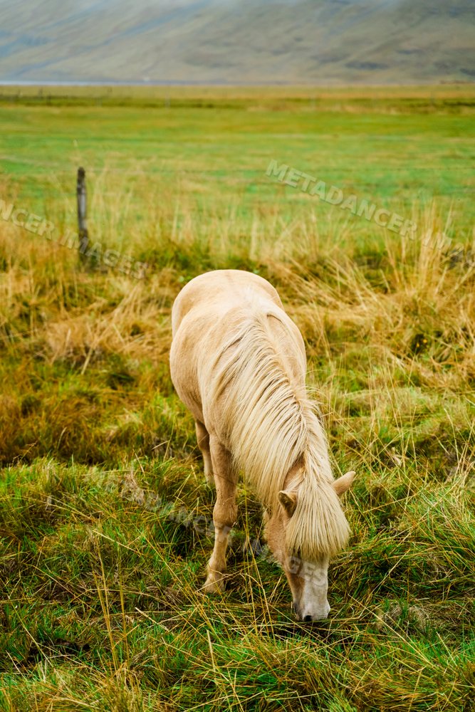 A light-colored horse grazing in a pasture in Iceland