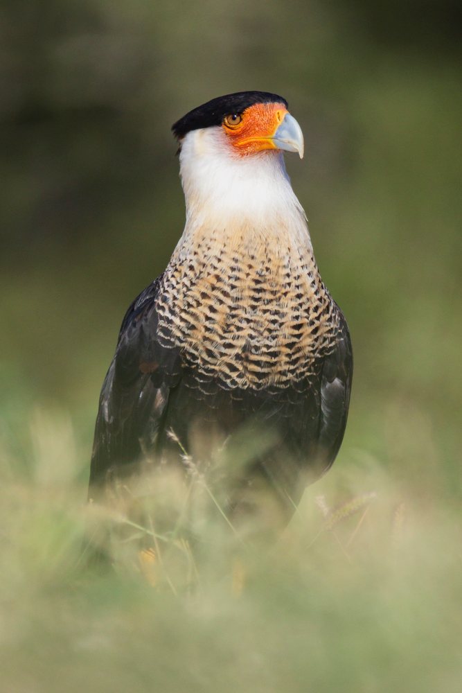 Crested Caracara perched in grass at Santa Clara Ranch, Wildlife, Rio Grande Valley, Texas, USA.