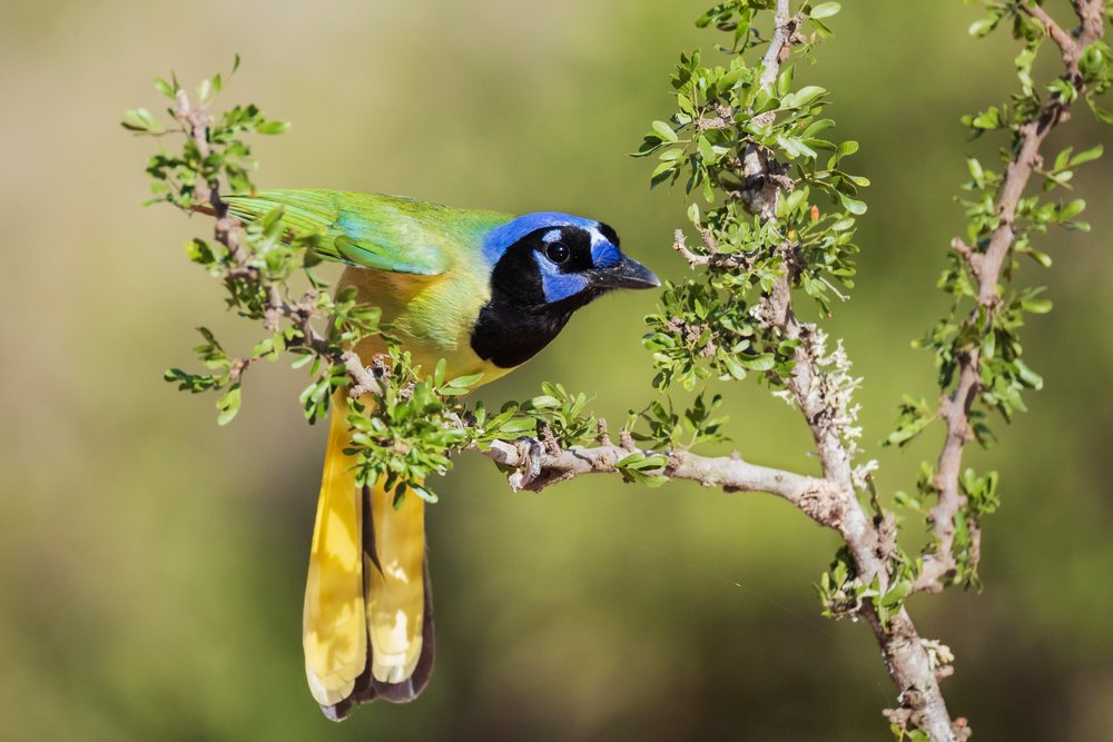 Green jay with blue head and yellow tail perched on a leafy branch at Santa Clara Ranch, Wildlife, Rio Grande City, Texas, USA.