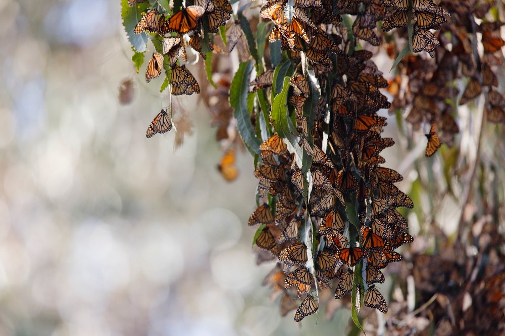 Multiple monarch butterflies cluster and rest on green leaves in a natural outdoor habitat.