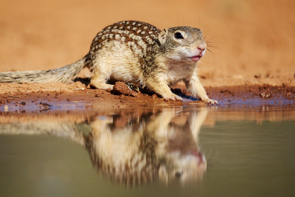 Mexican Ground Squirrel with brown spotted fur drinks water at a pond in Santa Clara Ranch, Texas desert, Wildlife, Rio Grande City, USA.