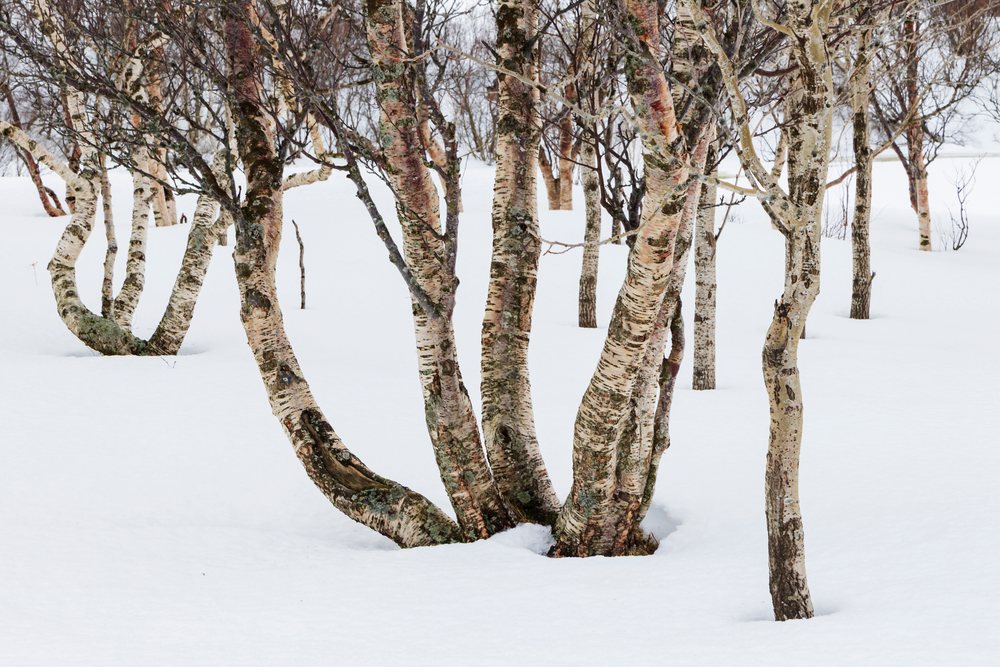 Silver Birches birch trees with leafless branches stand on Snow-covered ground in a winter landscape, Leknes, Lofoten, Norway.