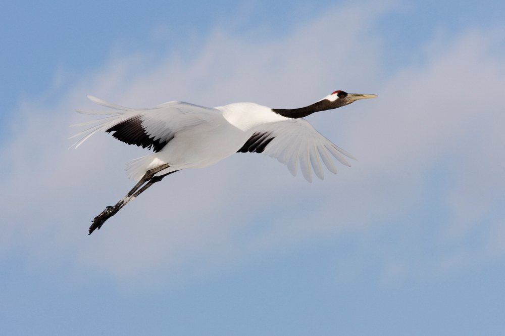 Red crowned crane flies with wings fully extended against a blue sky background.