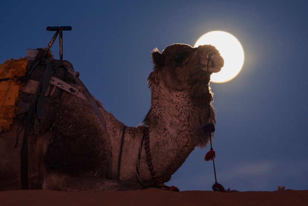 Camel resting on a sand dune at Moonrise, under the evening sky, Landscape, Lifestyle, Merzouga, Errachidia Province, Morocco.