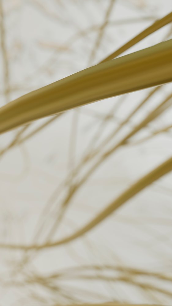 Close-up view of dry, golden brown grass blades with soft focus and natural texture outdoors.