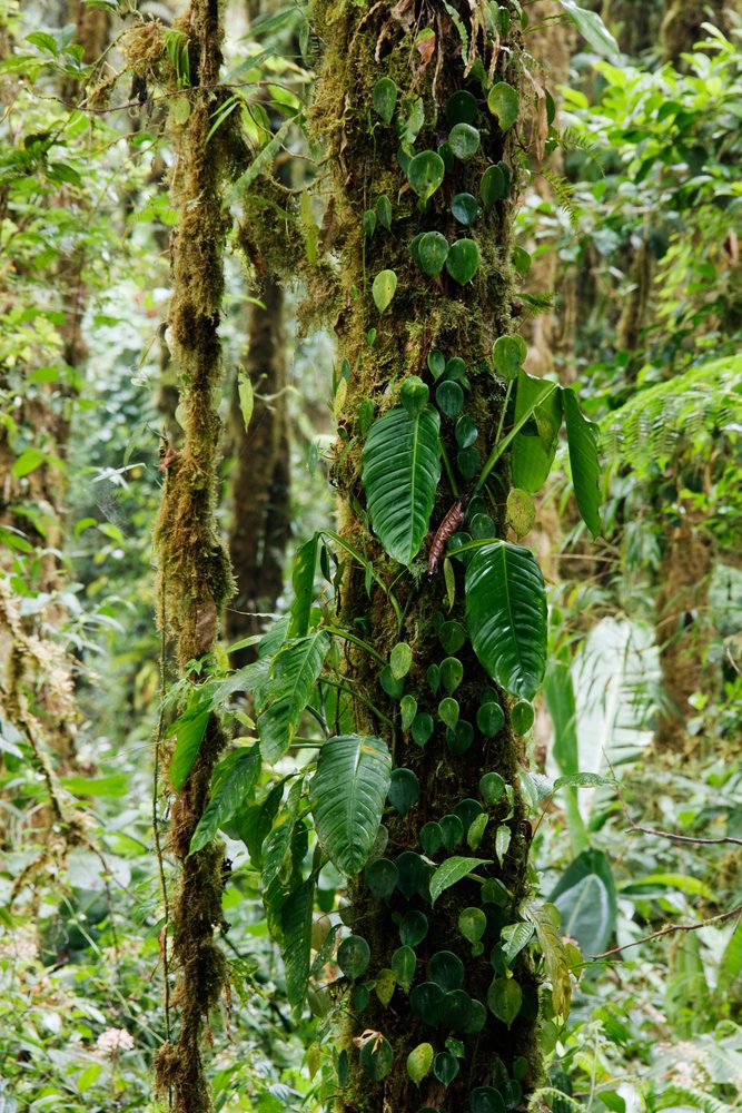 Epiphytes and moss visibly grow on a tree trunk in a dense tropical forest, Monteverde, Costa Rica.