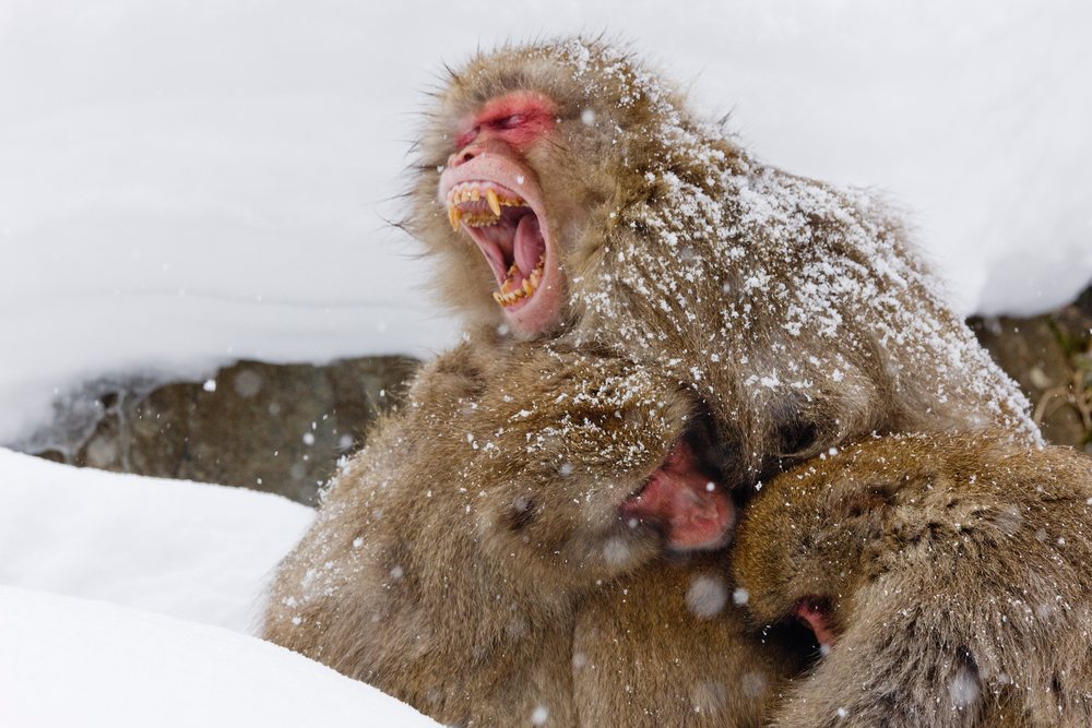 Japanese macaque yawning within a huddle of snow-covered monkeys, Jigokudani Onsen, Nagano, Japan.
