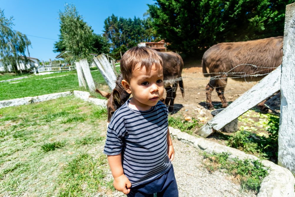Toddler boy in a striped shirt stands near a barbed wire fence enclosing donkeys on a sunny farm, Spain.