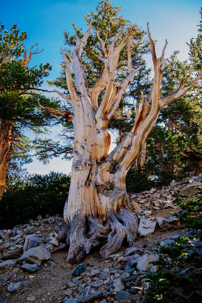 Ancient bristlecone pine tree with exposed wood grain stands amidst rocky terrain in a mountainous forest in the USA Great Basin region, endorheic watersheds, North America.