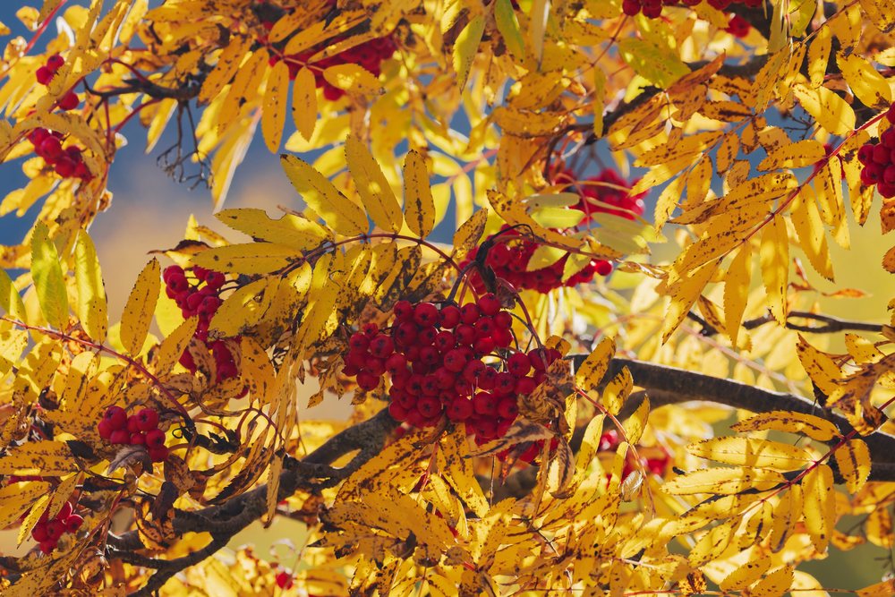 Rowan tree branches with clusters of red Berries and yellow autumn leaves in the natural outdoor setting of, Kazbegi, Georgia.