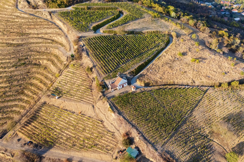 Winding dirt road runs through cultivated vineyard rows and a house, Landscape, Tokaj, Hungary.