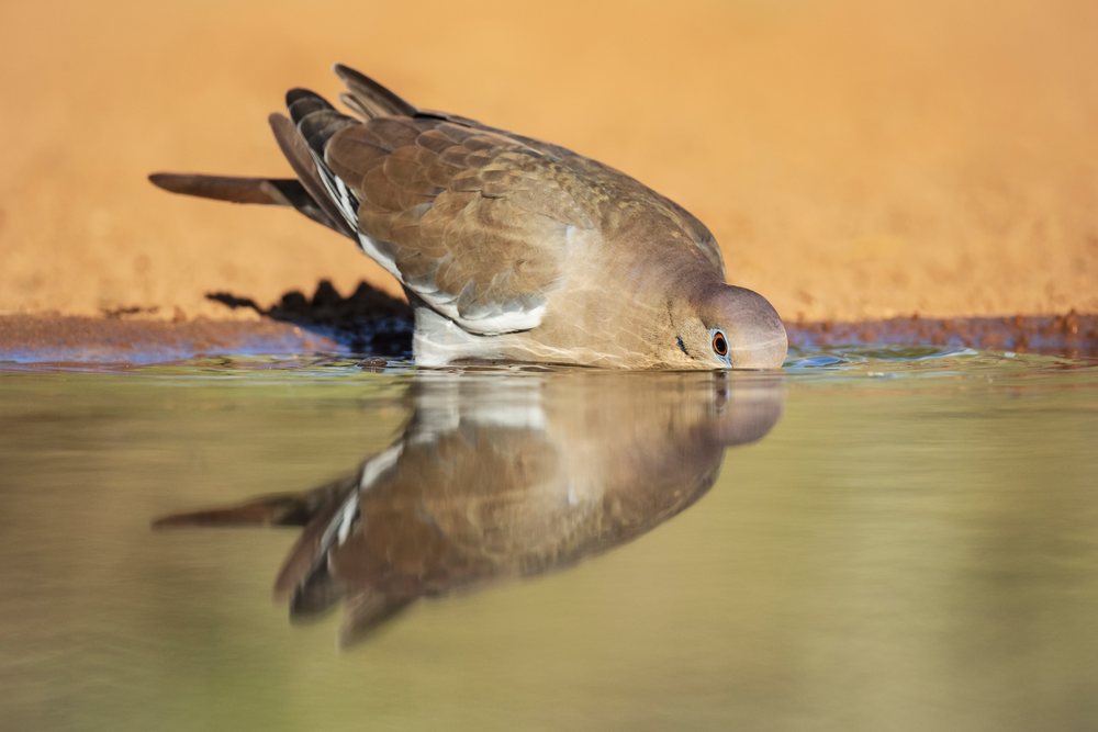White winged dove drinks at a waterhole with clear reflection, Wildlife, Rio Grande Valley, Texas, USA.