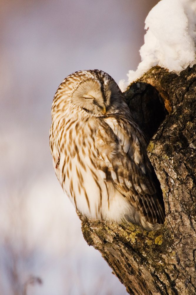 Ural owl resting with closed eyes on a snow-covered tree branch in a winter wildlife scene, Japan, Asia.