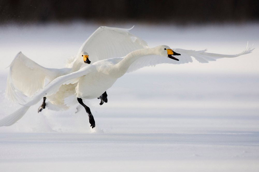 Two whooper swans fly low over snow-covered ground in a winter landscape, Hokkaido, Japan.