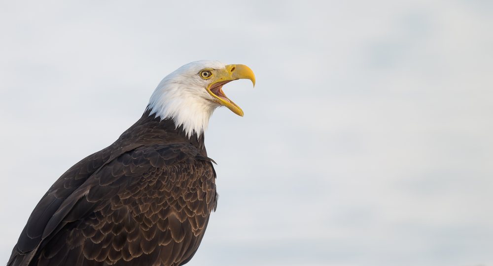 Close-up of a wild bald eagle with open beak perched, Washington State, USA.