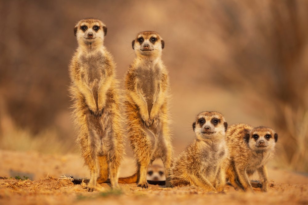 Meerkat family stands alert together on sandy ground with grass at Sunrise in the Kalahari Desert, Wildlife, Vanzylsrus, Northern Cape, South Africa.