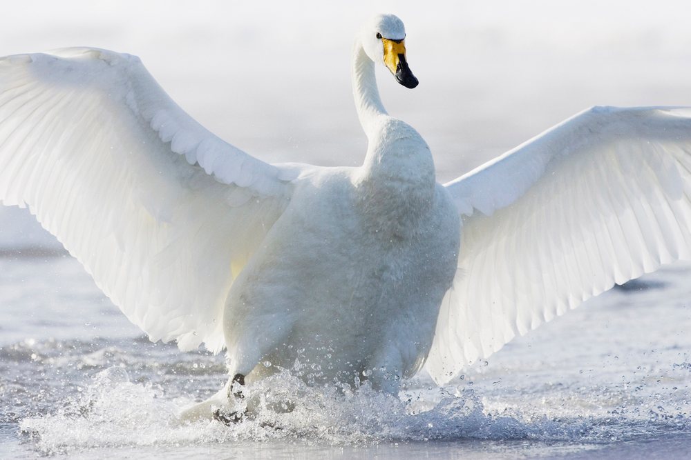 White whooper swan spreads its wings splashing water, Hokkaido, Japan.