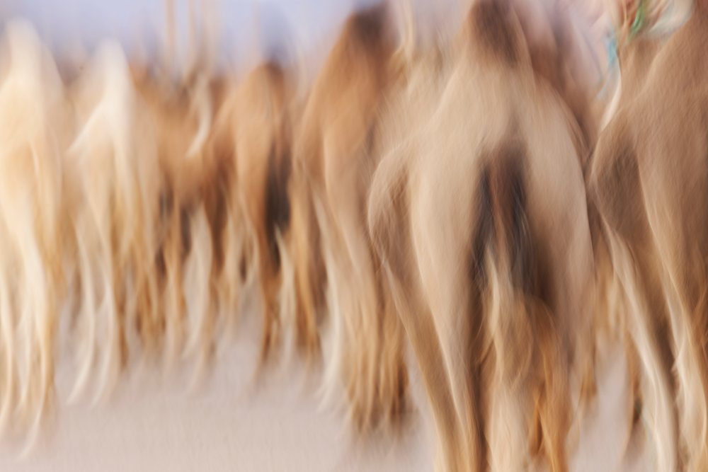 Multiple camel walking away with intentional camera movement blur in the sandy desert landscape of, Lifestyle, Culture, Zagora, Province, Morocco.