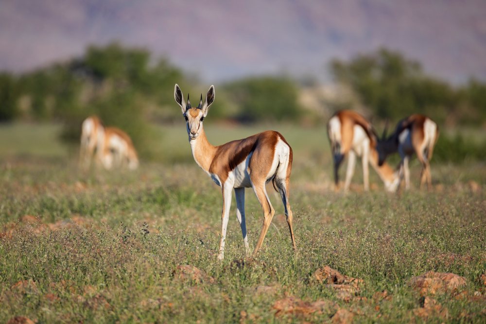 Young Springbok stands in green grassland on Namibia's Giribes Plain with a grazing herd nearby in natural savanna habitat, landscape, wildlife, Kunene Region.